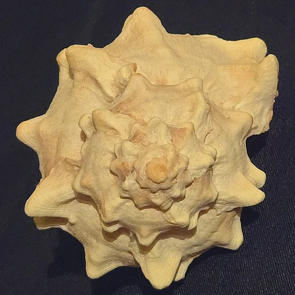 Unique Natural Seashell Collection-30yo Rare Hawaiian & 20yo Floridian, 2"-4.5" - Picture 7 of 15